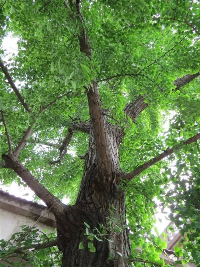 图片[67]-淮安街巷 | 更楼街-老淮安