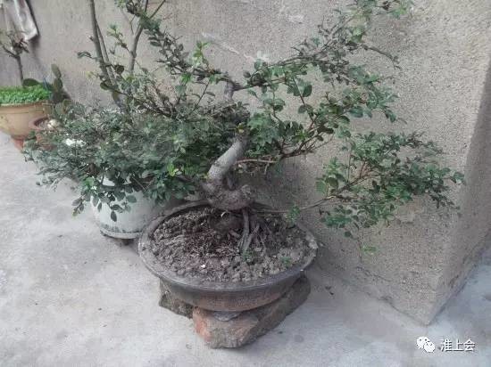 图片[54]-淮安街巷 | 双刀刘巷-老淮安