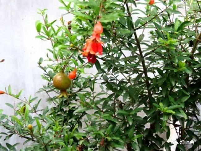 图片[28]-淮安街巷 | 莲花街-老淮安