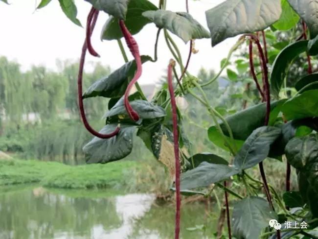 图片[29]-淮安街巷 | 莲花街-老淮安