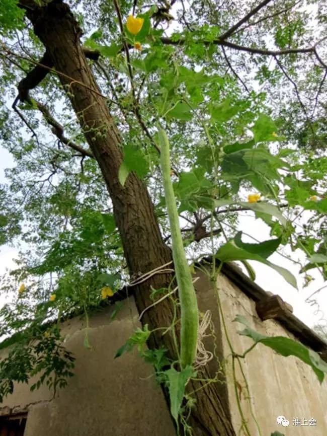 图片[53]-淮安街巷 | 莲花街-老淮安