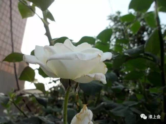 图片[79]-淮安街巷 | 县东街—县西街-老淮安