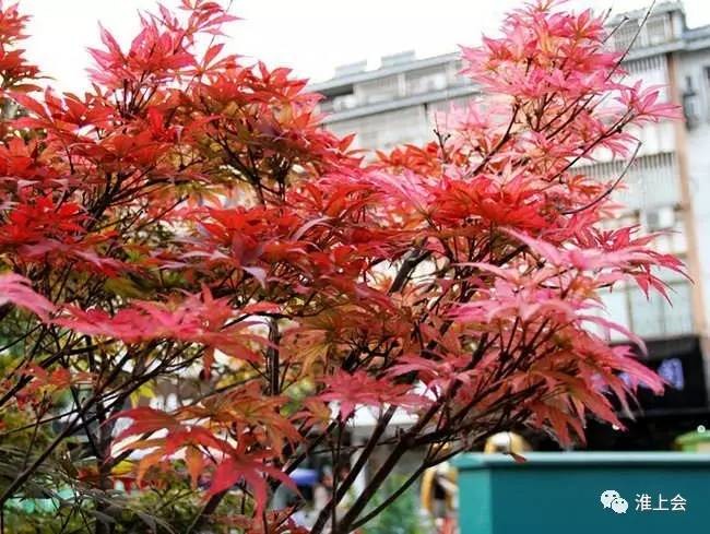 图片[82]-淮安街巷 | 县东街—县西街-老淮安