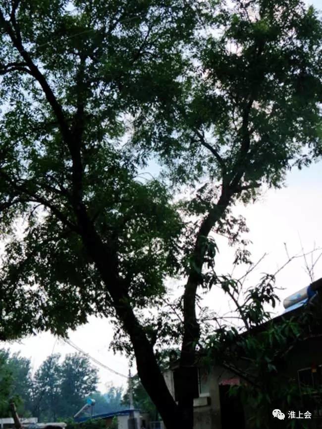 图片[10]-淮安街巷 | 莲花街-老淮安