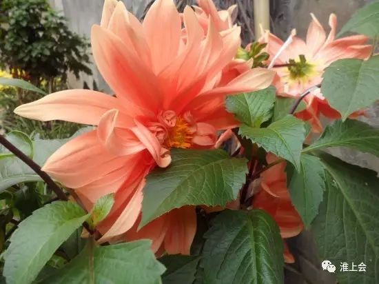 图片[69]-淮安街巷 | 太清观街-老淮安