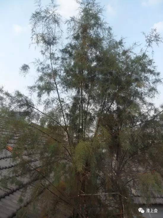 图片[71]-淮安街巷 | 太清观街-老淮安